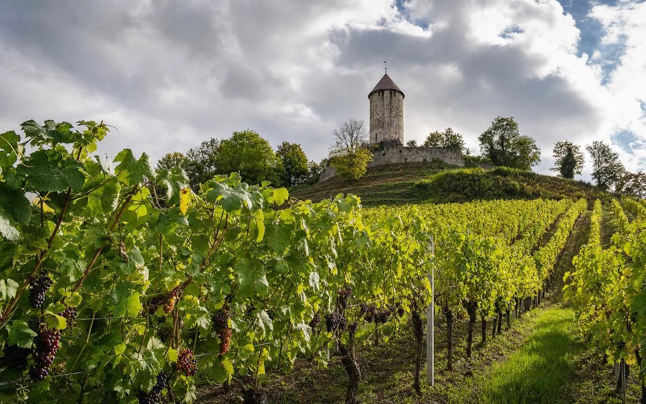 Ces cépages résistants, cultivés sans pesticides dans cette région proche de la capitale, pourraient sauver le vin français demain